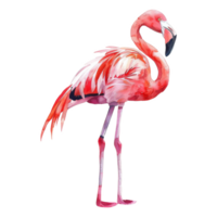 Flamingo, Bird Illustration. Watercolor Style. png