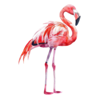 flamingo, fågel illustration. vattenfärg stil. png