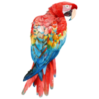 Scarlet Macaw, Bird Illustration. Watercolor Style. png