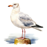 Seagull, Bird Illustration. Watercolor Style. png