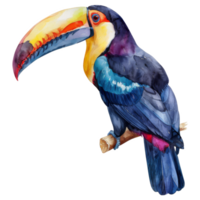 toucan, oiseau illustration. aquarelle style. png