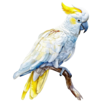 Sulfur-Crest Cockatoo, Bird Illustration. Watercolor Style. png