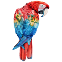 Scarlet Macaw, Bird Illustration. Watercolor Style. png