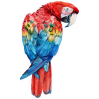 escarlata guacamayo, pájaro ilustración. acuarela estilo. png