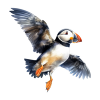 macareux, oiseau illustration. aquarelle style png