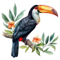 toucan, oiseau illustration. aquarelle style. png