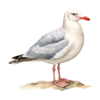 Seagull, Bird Illustration. Watercolor Style. png