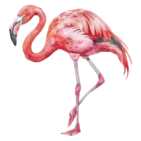 flamingo, fågel illustration. vattenfärg stil. png