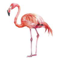 flamingo, fågel illustration. vattenfärg stil. png