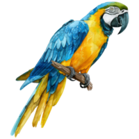 blauw en goud ara, vogel illustratie. waterverf stijl. png