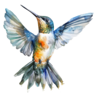 Hummingbird, Bird Illustration. Watercolor Style. png