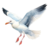 mouette, oiseau illustration. aquarelle style. png