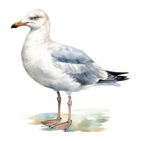 Gaviota, pájaro ilustración. acuarela estilo. png