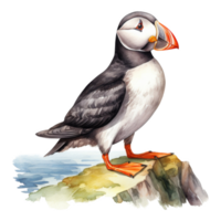 Puffin, Bird Illustration. Watercolor Style png