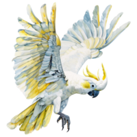 cresta di zolfo cacatua, uccello illustrazione. acquerello stile. png