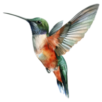 Hummingbird, Bird Illustration. Watercolor Style. png