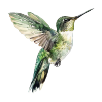 kolibri, fågel illustration. vattenfärg stil. png