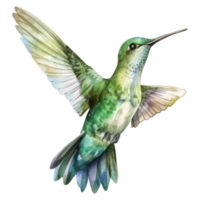 kolibri, fågel illustration. vattenfärg stil. png