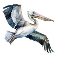 Pelican, Bird Illustration. Watercolor Style. png