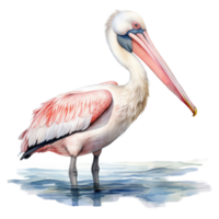 pelikaan, vogel illustratie. waterverf stijl. png