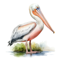 Pelican, Bird Illustration. Watercolor Style. png