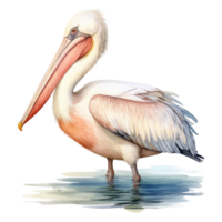 Pelican, Bird Illustration. Watercolor Style. png