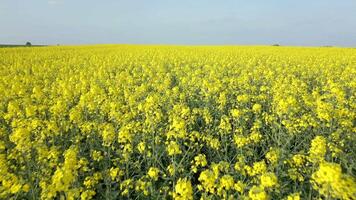 Smooth FPV flight over beautiful yellow rapeseed field in summer. video