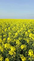 Smooth FPV flight over beautiful yellow rapeseed field in summer. video