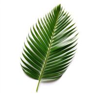 Verdant palm frond gracefully arching against a pristine white backdrop photo