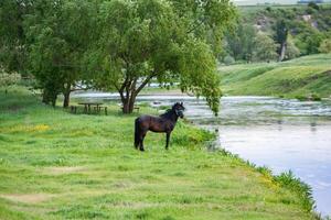 hermosa verano paisaje con verde árboles, verde prados en el banco de el río en república de Moldavia. foto