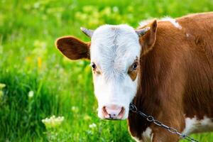 Portrait of a young cow on a green meadow in summer in Republic of Moldova photo