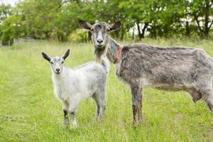 goat on a green meadow in the countryside in summertime in Republic of Moldova photo