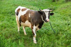 Portrait of a young cow on a green meadow in summer in Republic of Moldova photo