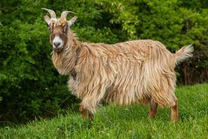 goat on a green meadow in the countryside in summertime in Republic of Moldova photo