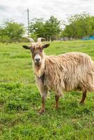 goat on a green meadow in the countryside in summertime in Republic of Moldova photo