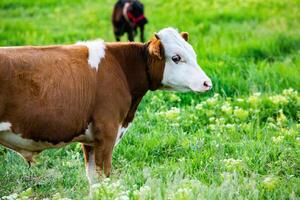 Portrait of a young cow on a green meadow in summer in Republic of Moldova photo