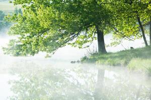 muy hermosa paisaje con niebla y verde naturaleza en el república de Moldavia. rural naturaleza en oriental Europa foto