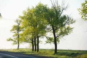 Very beautiful landscape with fog and green nature in the Republic of Moldova. Rural nature in Eastern Europe photo