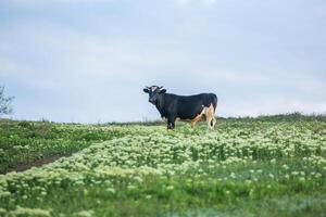 Landscape with beautiful nature in the village in the Republic of Moldova. Country life in Eastern Europe. photo