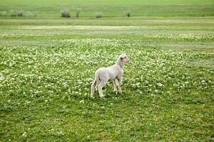 Landscape with beautiful nature in the village in the Republic of Moldova. Country life in Eastern Europe. photo