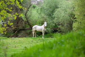 Landscape with beautiful nature in the village in the Republic of Moldova. Country life in Eastern Europe. photo