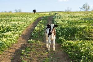 Landscape with beautiful nature in the village in the Republic of Moldova. Country life in Eastern Europe. photo