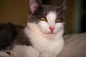 cat with a pink nose and yellow eyes is laying on a bed. The cat appears to be relaxed and comfortable photo