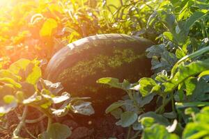 Watermelon grows on a green watermelon plantation in summer. Agricultural watermelon field. photo