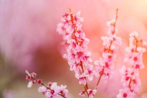 A peach blooms in the spring garden. Beautiful bright pale pink background. A flowering tree branch in selective focus. A dreamy romantic image of spring. Atmospheric natural background photo