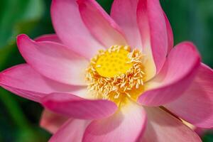 A pink lotus flower sways in the wind. Against the background of their green leaves. Lotus field on the lake in natural environment. photo