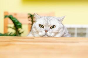 A funny big gray cat with beautiful big green eyes looks out from behind the table. Cute fluffy cat. Free space for text. photo