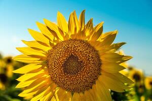 Half of a sunflower flower against a blue sky. The sun shines through the yellow petals. Agricultural cultivation of sunflower for cooking oil. photo