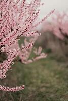 A peach blooms in the spring garden. Beautiful bright pale pink background. A flowering tree branch in selective focus. A dreamy romantic image of spring. Atmospheric natural background photo