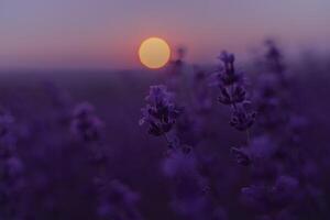 Lavender flower field. Violet lavender field sanset close up. Lavender flowers in pastel colors at blur background. Nature background with lavender in the field. photo